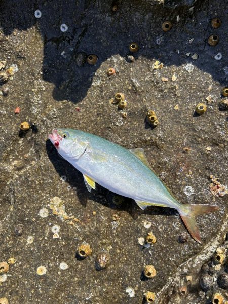 伊根の磯釣り🎣
