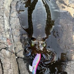 エギング　佐渡遠征③その1