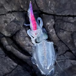 エギング　佐渡遠征③その2