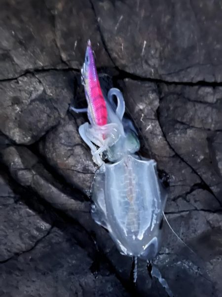 エギング　佐渡遠征③その2