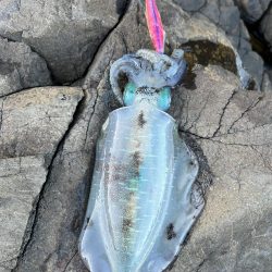 エギング　佐渡遠征③その3