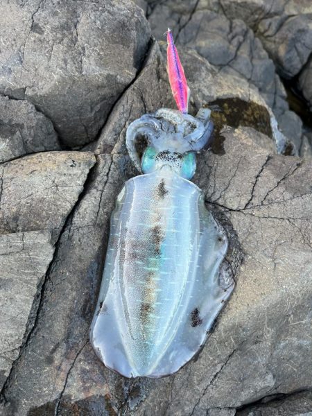 エギング　佐渡遠征③その3