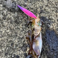 エギング 佐渡遠征③その4