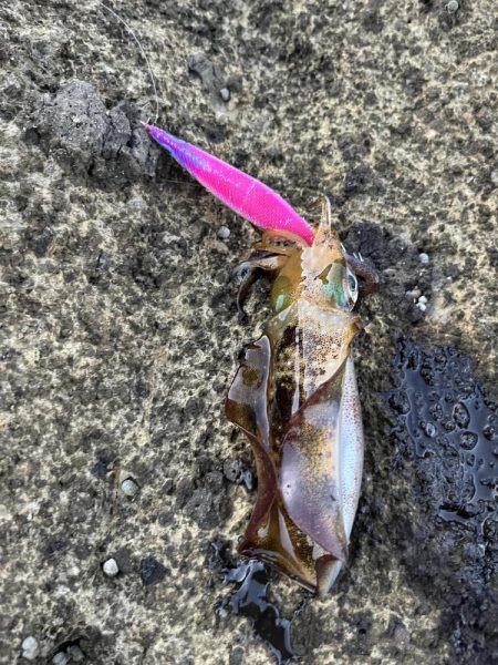 エギング 佐渡遠征③その4