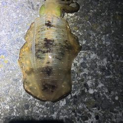 イカ丼食べたくて