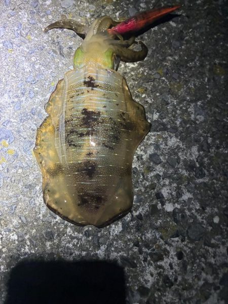 イカ丼食べたくて