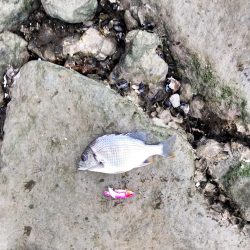 小物しか釣れない…゜