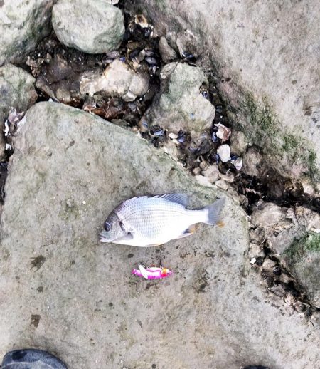 小物しか釣れない…゜