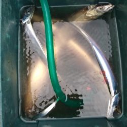 明石ジギング&神戸沖タチウオジギング