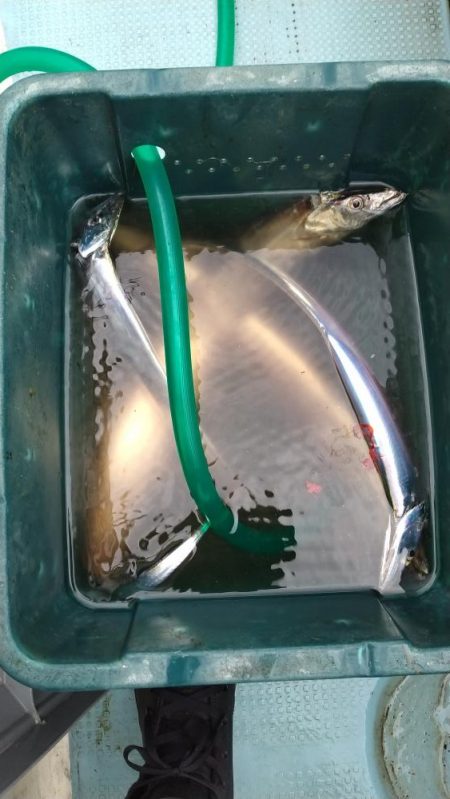 明石ジギング&神戸沖タチウオジギング