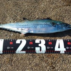 神戸空港でサゴシ祭り