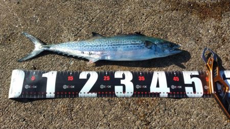 神戸空港でサゴシ祭り