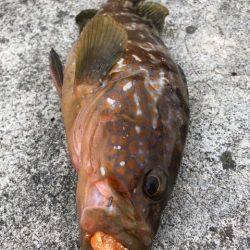 2025 佐渡ヶ島アジング＆ハタゲーム＆エギング 1回目【8月30日】