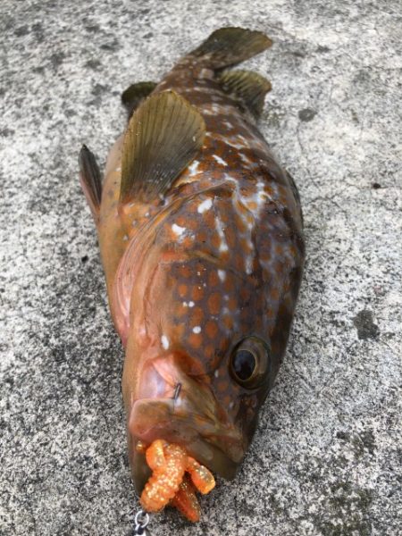 2025 佐渡ヶ島アジング＆ハタゲーム＆エギング 1回目【8月30日】