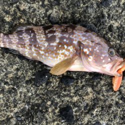 2025 佐渡ヶ島ハタゲーム＆エギング 2回目【8月31日】