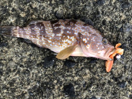 2025 佐渡ヶ島ハタゲーム＆エギング 2回目【8月31日】