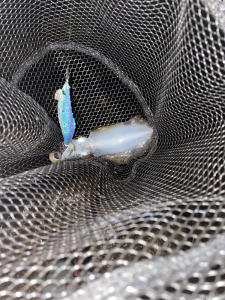 ムラムラチェリー最高！