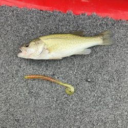 秋バスまだ早いようでした。