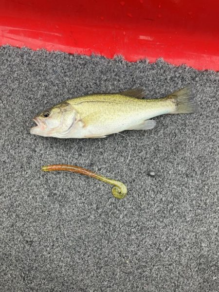 秋バスまだ早いようでした。