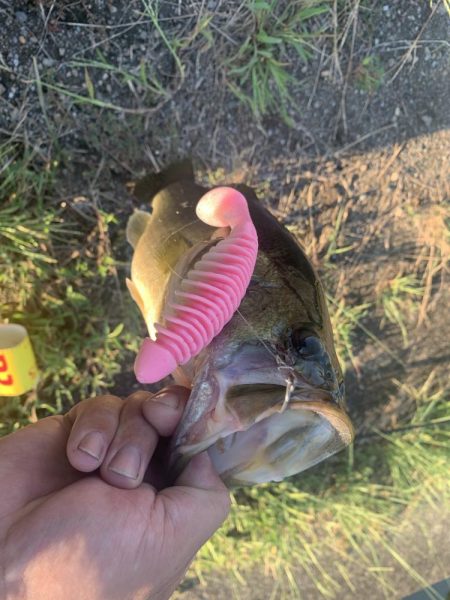 久しぶりのバス釣り