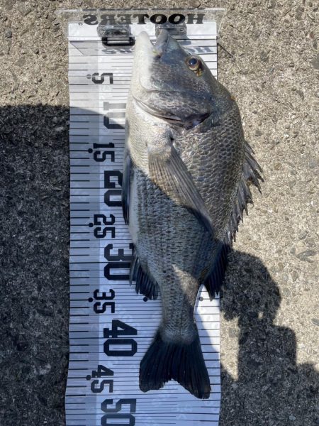 イチノ兄弟、釣果!