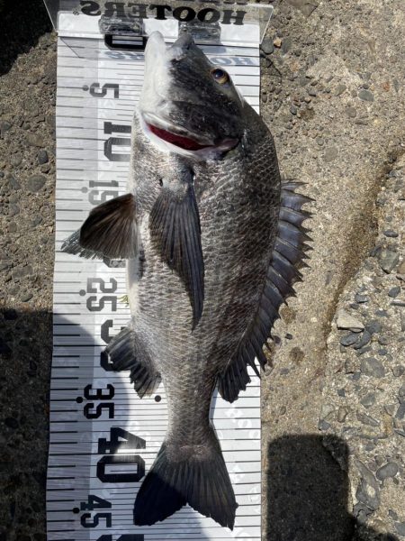 イチノ兄弟、釣果!