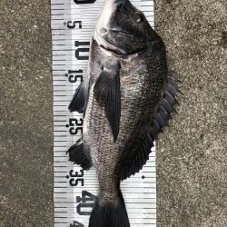 イチノ兄弟、釣果！