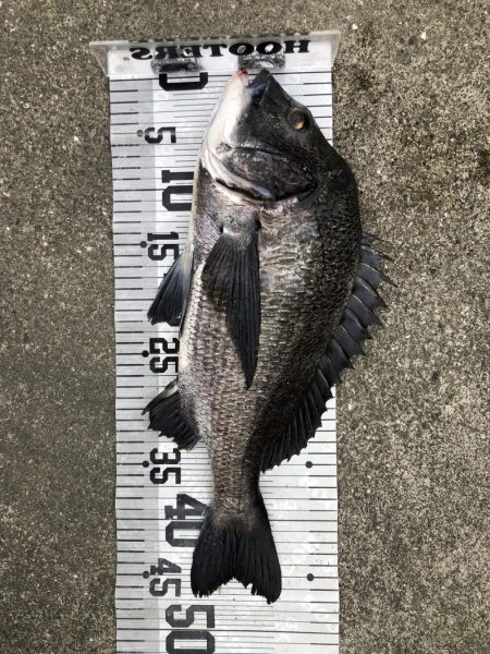 イチノ兄弟、釣果！