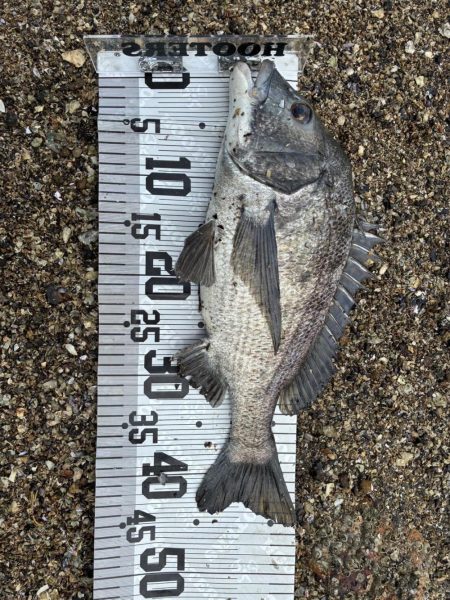 イチノ兄弟、釣果！