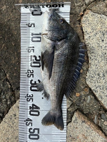 イチノ兄弟、釣果!