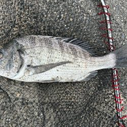 イチノ兄弟、釣果!