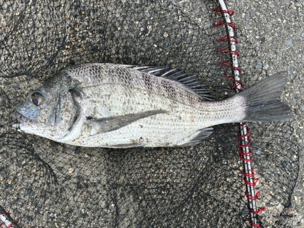 イチノ兄弟、釣果!