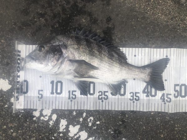 イチノ兄弟、釣果!