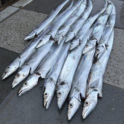 ★★時合いを見極めればタチウオ連発★★