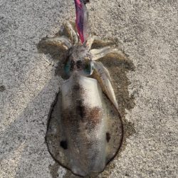 2025 佐渡ヶ島エギング Vol.6【9月9日】