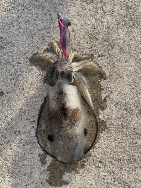 2025 佐渡ヶ島エギング Vol.6【9月9日】