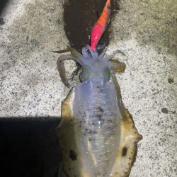 2025 佐渡ヶ島エギング Vol.7【9月11日】