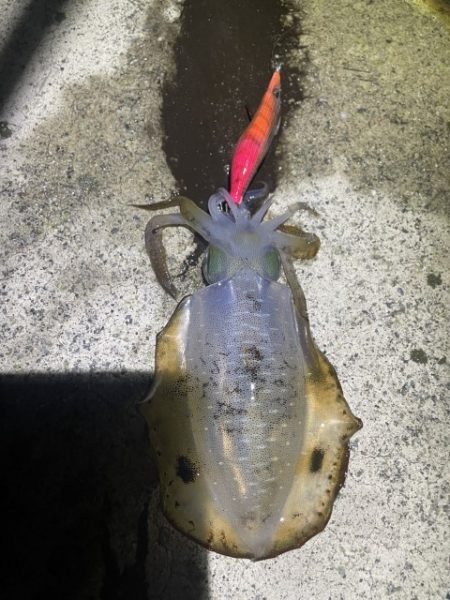 2025 佐渡ヶ島エギング Vol.7【9月11日】