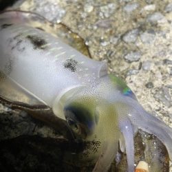 2025 佐渡ヶ島エギング Vol.9【9月14日】