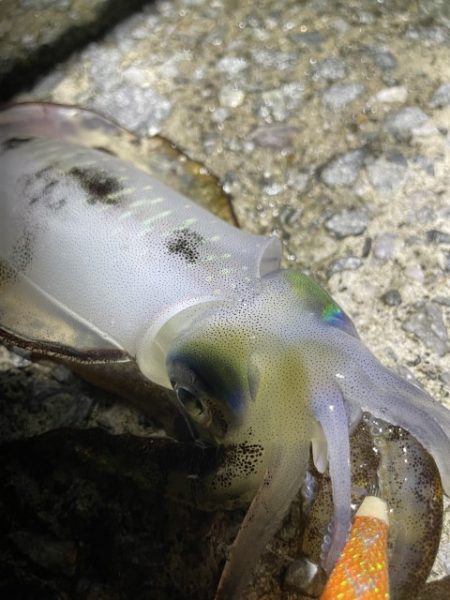 2025 佐渡ヶ島エギング Vol.9【9月14日】