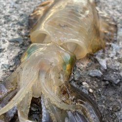 2025 佐渡ヶ島エギング Vol.10　【9月15日】