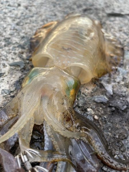 2025 佐渡ヶ島エギング Vol.10　…