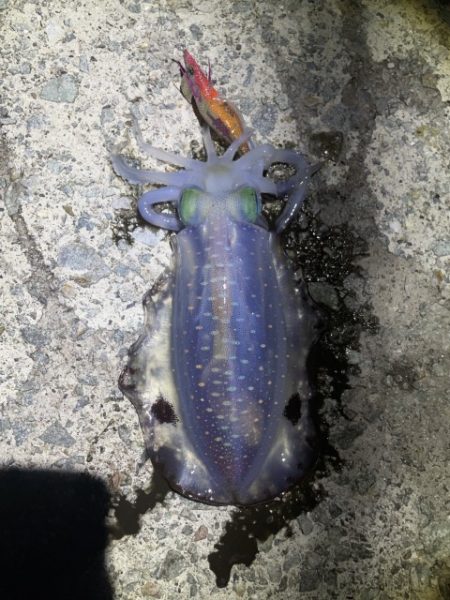 2025 佐渡ヶ島エギング Vol.11【9月17日】