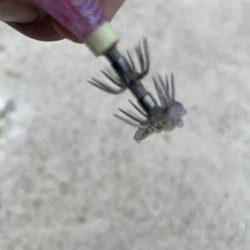 2025 佐渡ヶ島エギング Vol.12【9月19日】