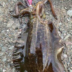 2025 佐渡ヶ島エギング Vol.14【9月21日】