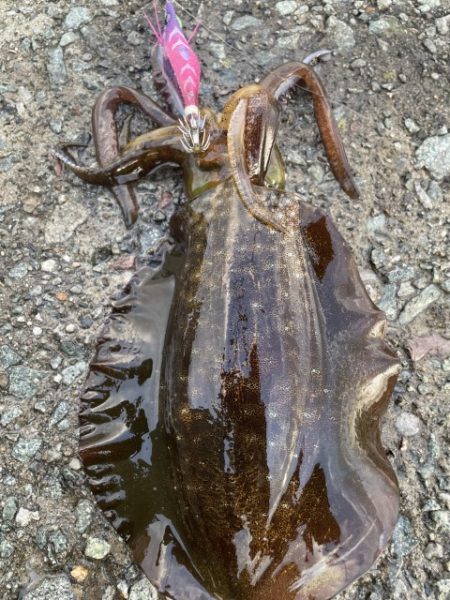 2025 佐渡ヶ島エギング Vol.14【9月21日】