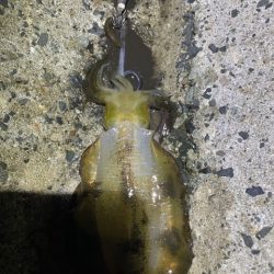 2025 佐渡ヶ島エギング Vol.15【9月22日】