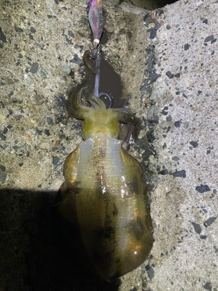 2025 佐渡ヶ島エギング Vol.15【9月22日】