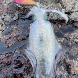 2025 佐渡ヶ島エギング Vol.16【9月23日】