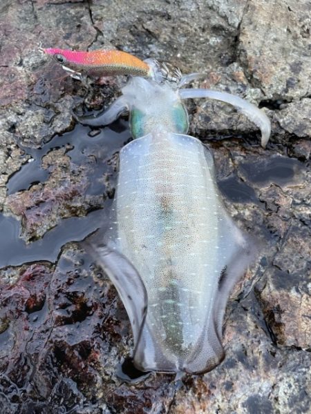 2025 佐渡ヶ島エギング Vol.16【9月23日】